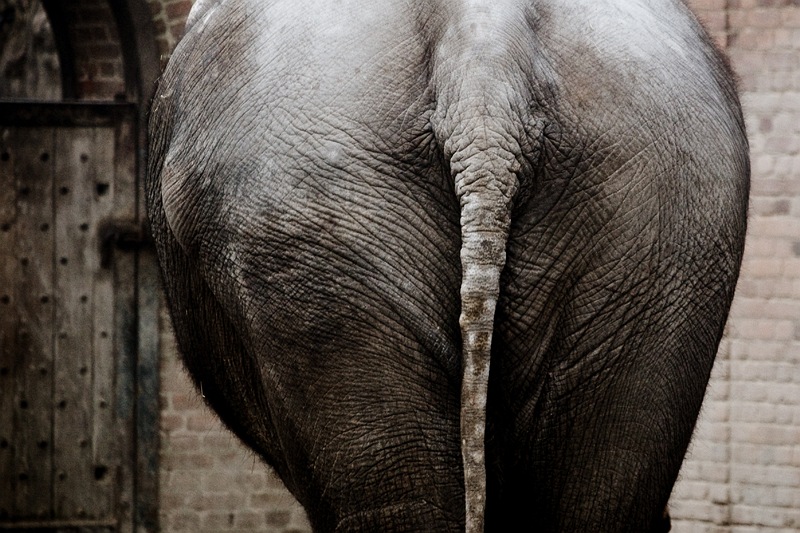 Zoologisk have