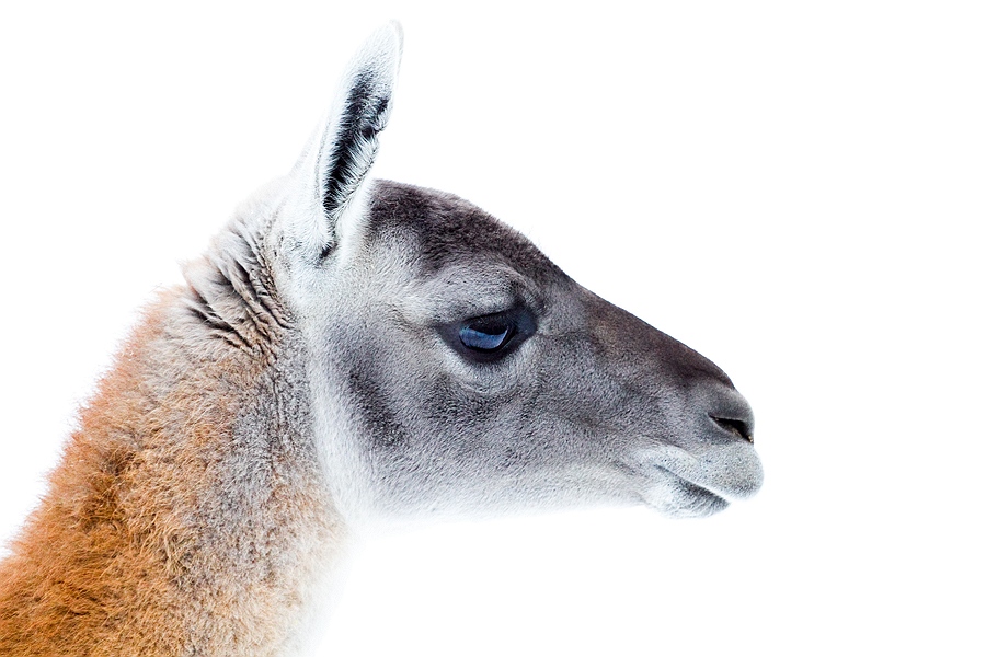 Zoologisk Have